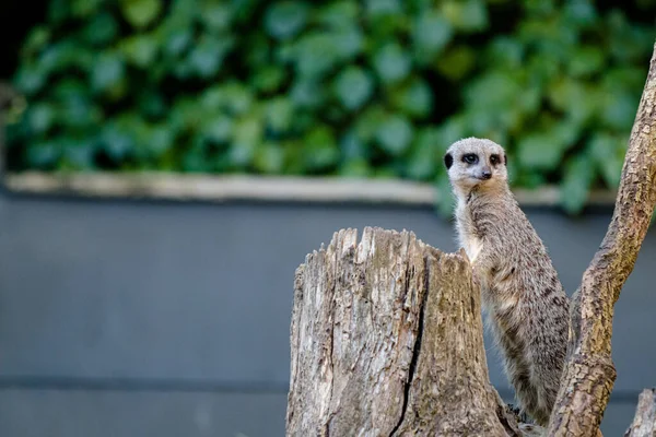 Meercat trepando un tronco de árbol y mirando a la derecha — Foto de Stock