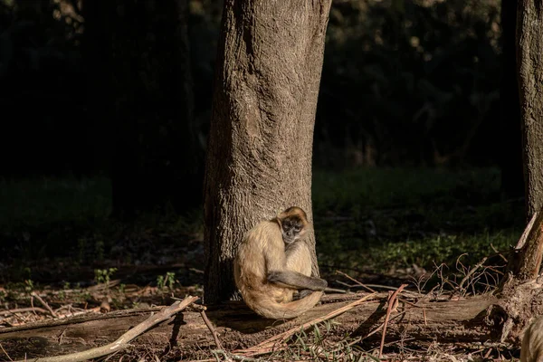 Mono Araña descansando después de demasiado juego bajo un árbol — Foto de Stock
