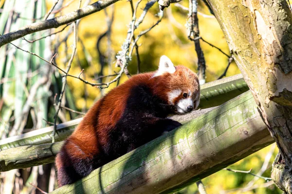 Panda Rojo Una Aventura — Foto de Stock