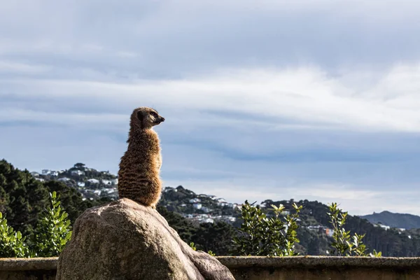 Meerkats Con Vistas Ciudad Una Gran Roca — Foto de Stock
