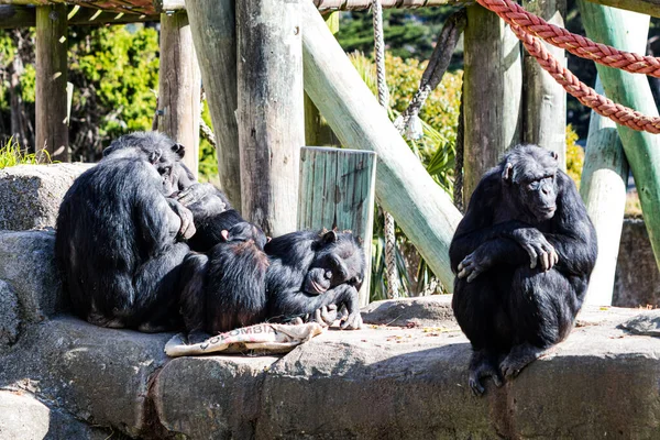 Şempanze Ailesi Güneşin Altında Birlikte Vakit Geçirir — Stok fotoğraf
