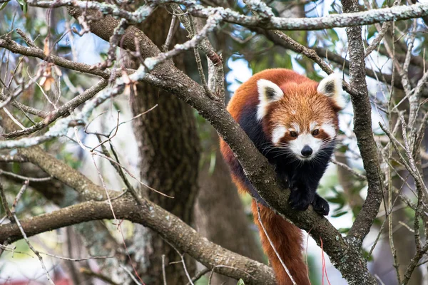 Panda Rojo Trepando Través Árbol Buscando Algo — Foto de Stock