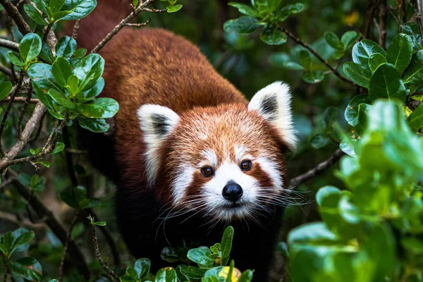 Panda Rojo Trepando Través Árbol Buscando Algo — Foto de Stock