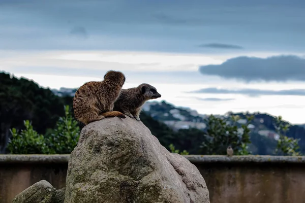 Meerkats Con Vistas Ciudad Una Gran Roca — Foto de Stock