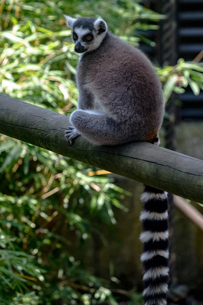 Lemur Cola Anillada Sentado Una Viga Mirando Hacia Espectador Con — Foto de Stock