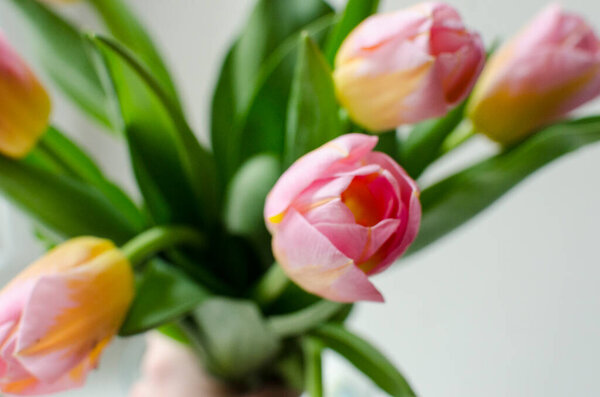 Букет розовых и желтых тюльпанов на белом фоне с пустым местом
