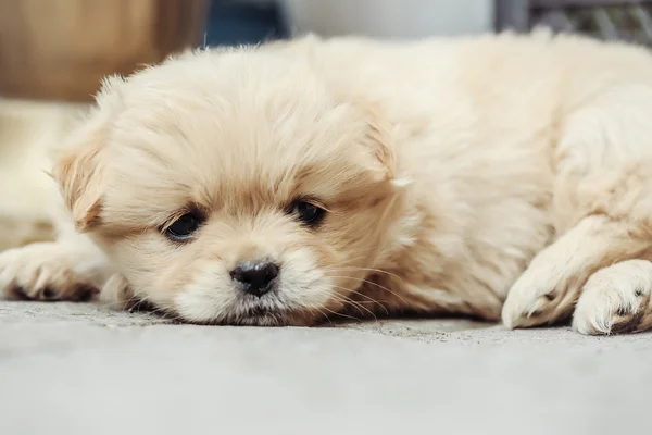 Pequeno cachorro cachorro cão de pelúcia — Fotografia de Stock