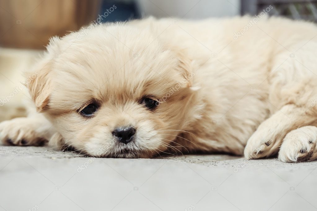 Chiot Petit Chien En Peluche Photographie Tverdohlibcom