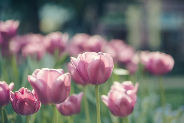 Zbliżenie kwiatów tulipan różowy — Zdjęcie stockowe