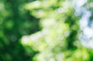 Parlak yeşil doğal bokeh