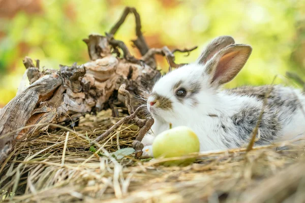 Lapin mignon et pomme jaune — Photo