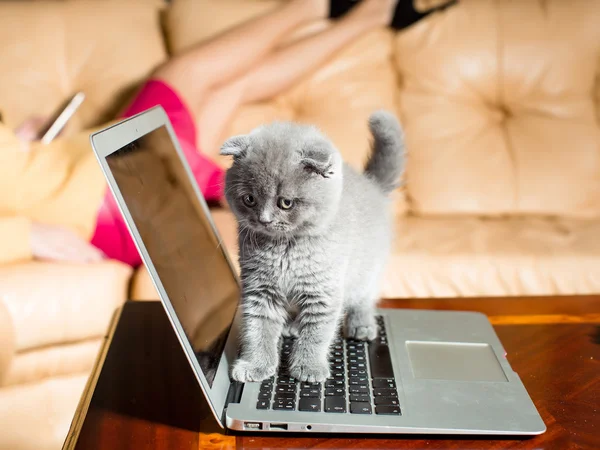 Dizüstü bilgisayarda oturan kedi — Stok fotoğraf