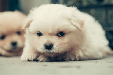 küçük peluş köpek