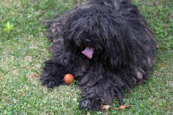 Büyük siyah puli köpek — Stok fotoğraf