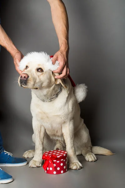 Pies Labrador w czapkę Mikołaja — Zdjęcie stockowe