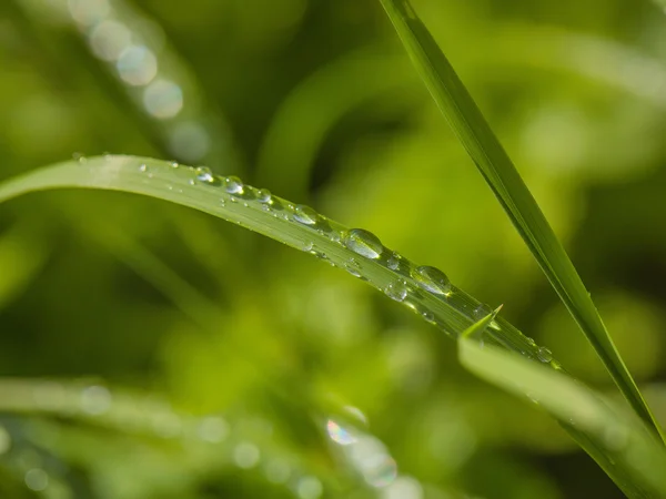 Små vanndråper på gress – stockfoto