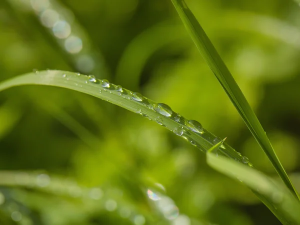 Pequeñas gotas de agua sobre hierba —  Fotos de Stock