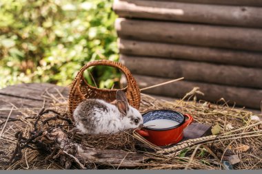 tavşan ya da saman üzerinde süt ile tavşan
