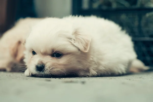 Small puppy plush dog — Stock Photo, Image