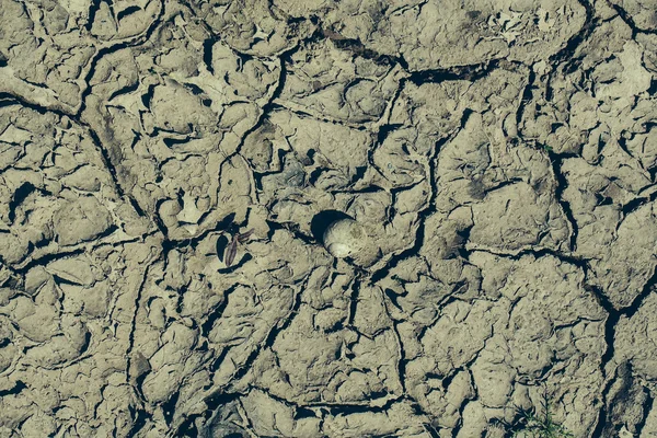 금이 표면 및 셸 건조 한 토양 — 스톡 사진