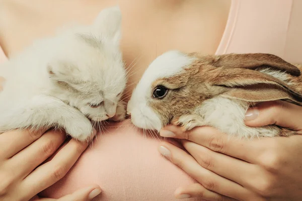 Petit lapin et chaton — Photo