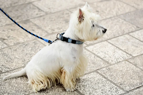 West Highland perro terrier blanco — Foto de Stock