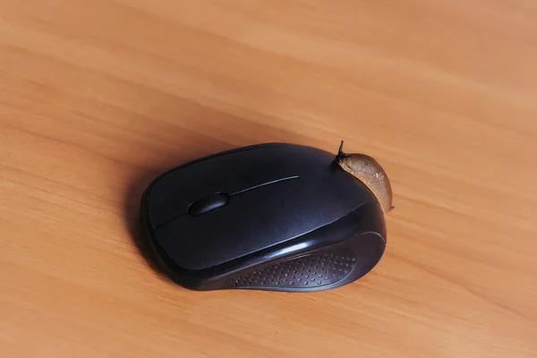 Computer mouse and garden slug