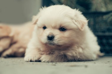 küçük peluş köpek