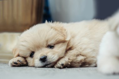 küçük peluş köpek