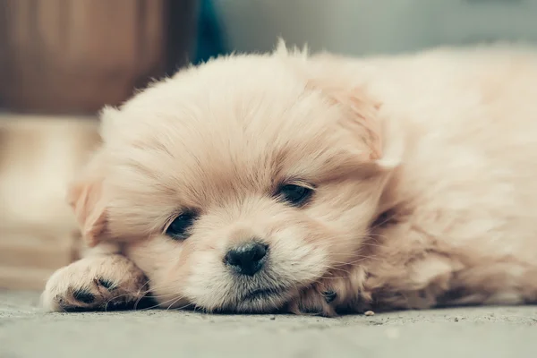 Small puppy plush dog — Stock Photo, Image