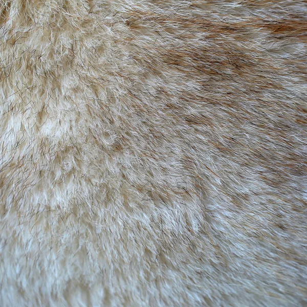 動物の毛皮の背景 — ストック写真