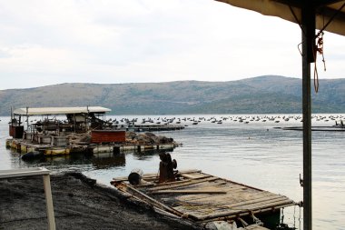 İstiridye yetiştiriciliği için kulübe