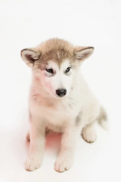 สุนัขฮัสกี้ถูกแยกจากสีขาว — ภาพถ่ายสต็อก