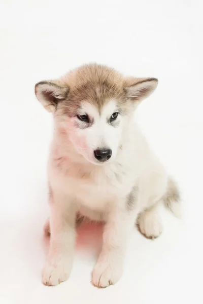 Perro husky aislado en blanco —  Fotos de Stock