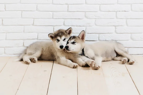 Perros husky en madera con ladrillos —  Fotos de Stock