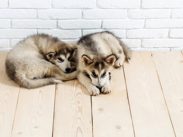 Chiens husky sur bois avec briques — Photo