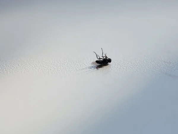 Мертві fly комах — стокове фото