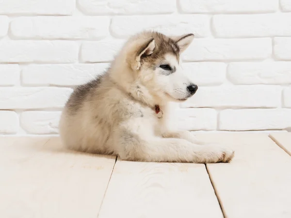Husky Hund auf Holz mit Ziegeln — Stockfoto
