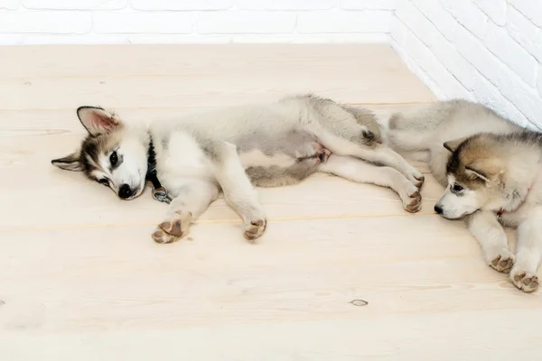 Perros husky en madera con ladrillos —  Fotos de Stock