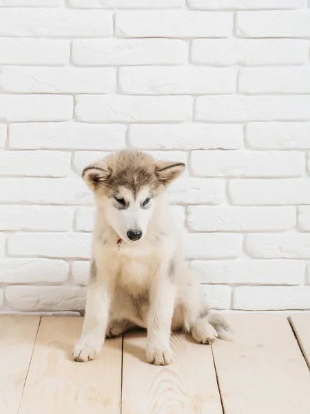 Perro husky en madera con ladrillos —  Fotos de Stock