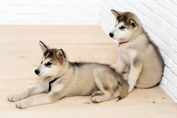 Cães husky no chão de madeira — Fotografia de Stock