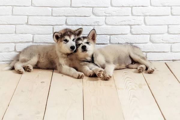 Chiens husky sur bois avec briques — Photo