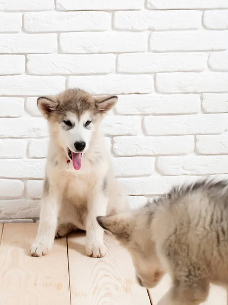 木製の床のハスキー犬 — ストック写真