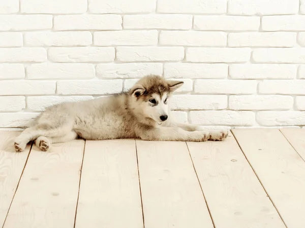 Cão husky em madeira com tijolos — Fotografia de Stock