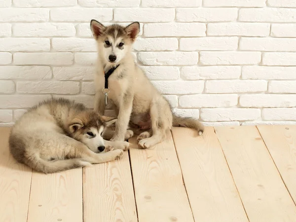 Chiens husky sur bois avec briques — Photo