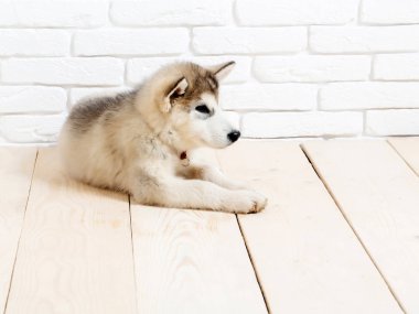 tuğla ile ahşap üzerine Husky köpek