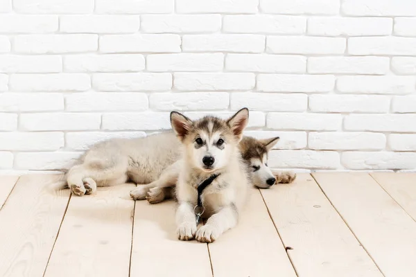 Husky dogs on wooden floor — Stock Photo, Image