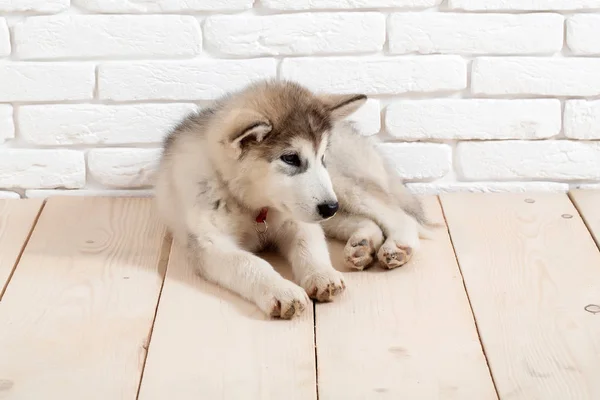 レンガと木のハスキー犬 — ストック写真