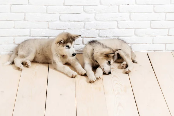 Husky dogs on wood with bricks — Stock Photo, Image