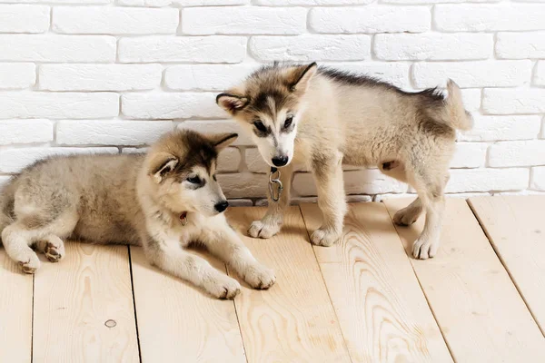 Perros husky en madera con ladrillos —  Fotos de Stock